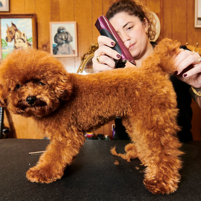 In the Dog Salon With Jess Rona