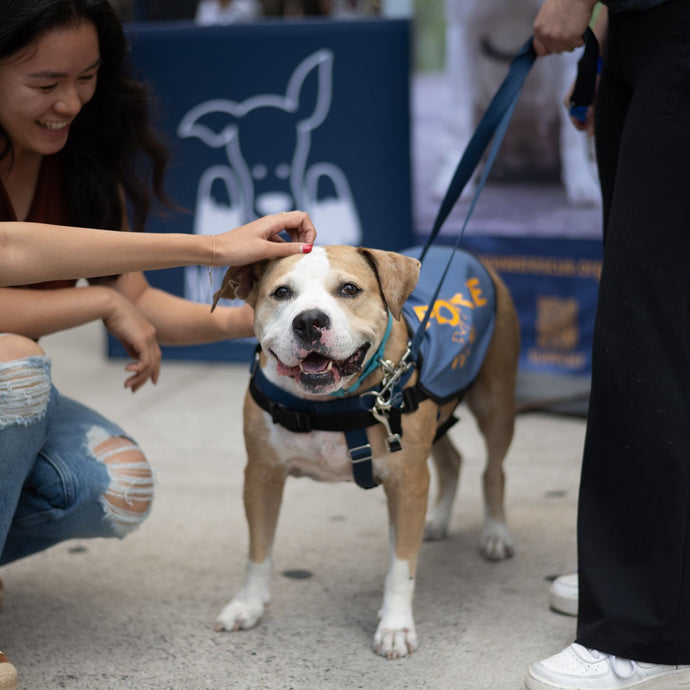 Shelter Spotlight: Muddy Paws Rescue