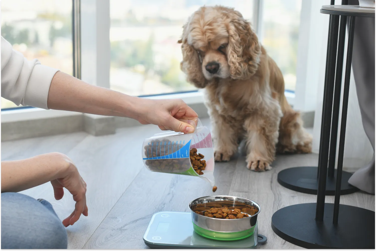 Common Mistakes Owners Make When Switching Dog Food
