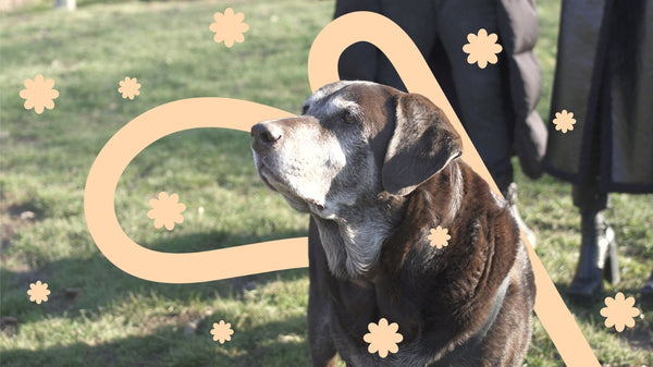 Brownie and Jasper & Lisa