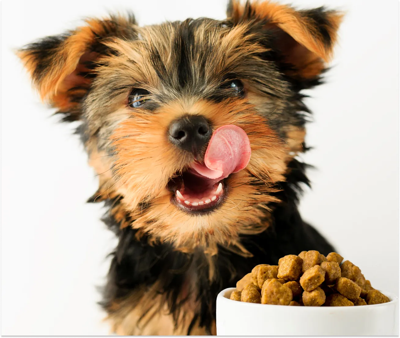 How Often Should You Feed Your Puppy: Dog Feeding Guide
