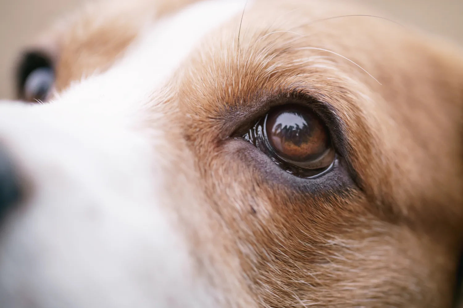 What Colors Can Dogs See? How Dog Vision Actually Works