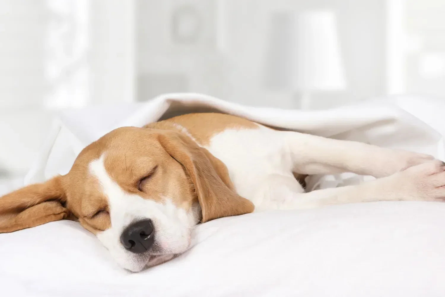 How Many Hours a Day Do Dogs Sleep? By Age and Breed
