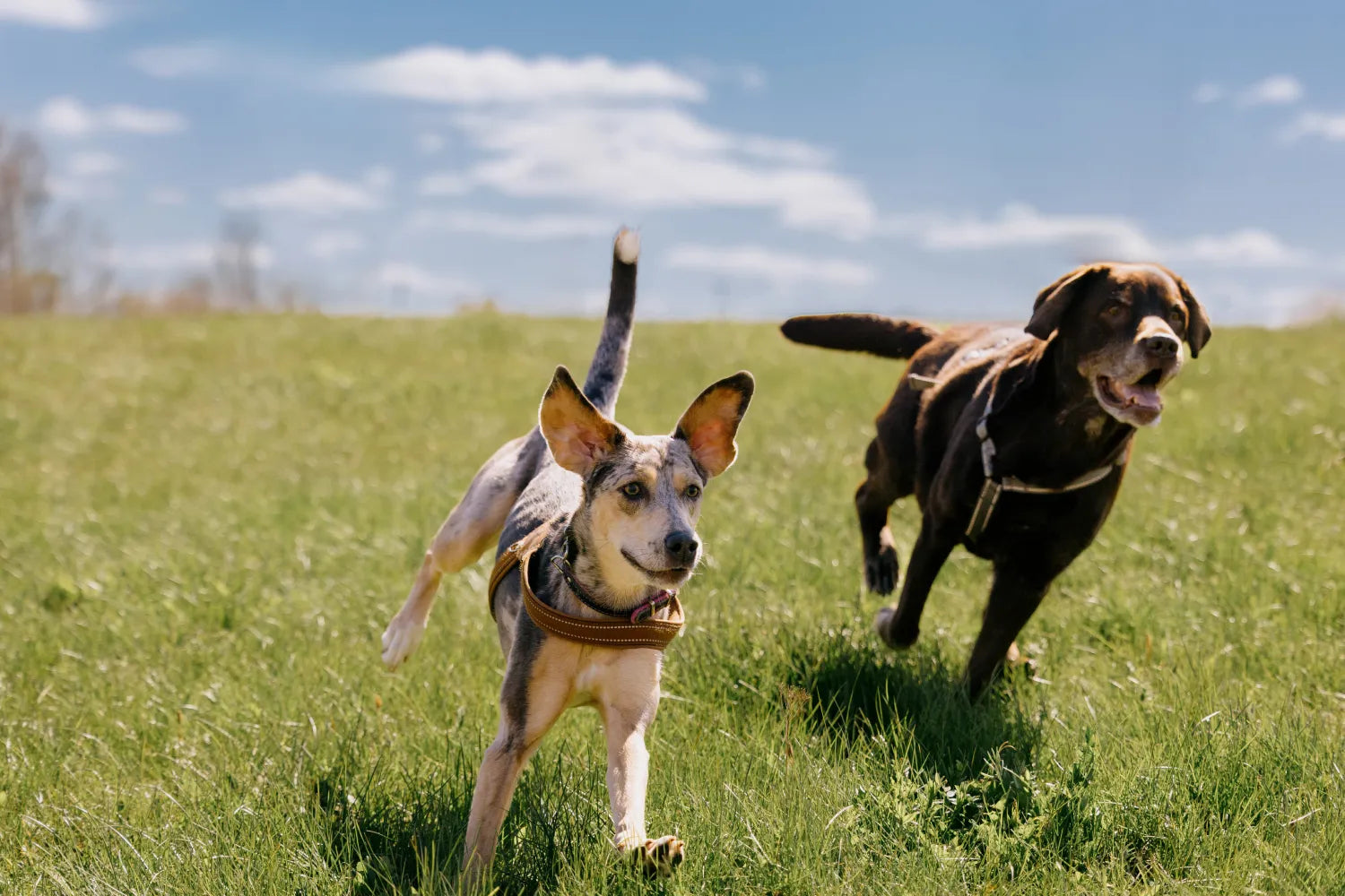 What Should I Feed My Active Dog?