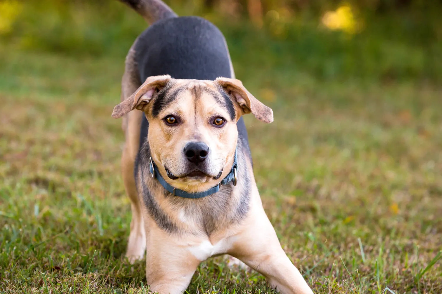 When Do Mixed Breed Dogs Stop Growing?