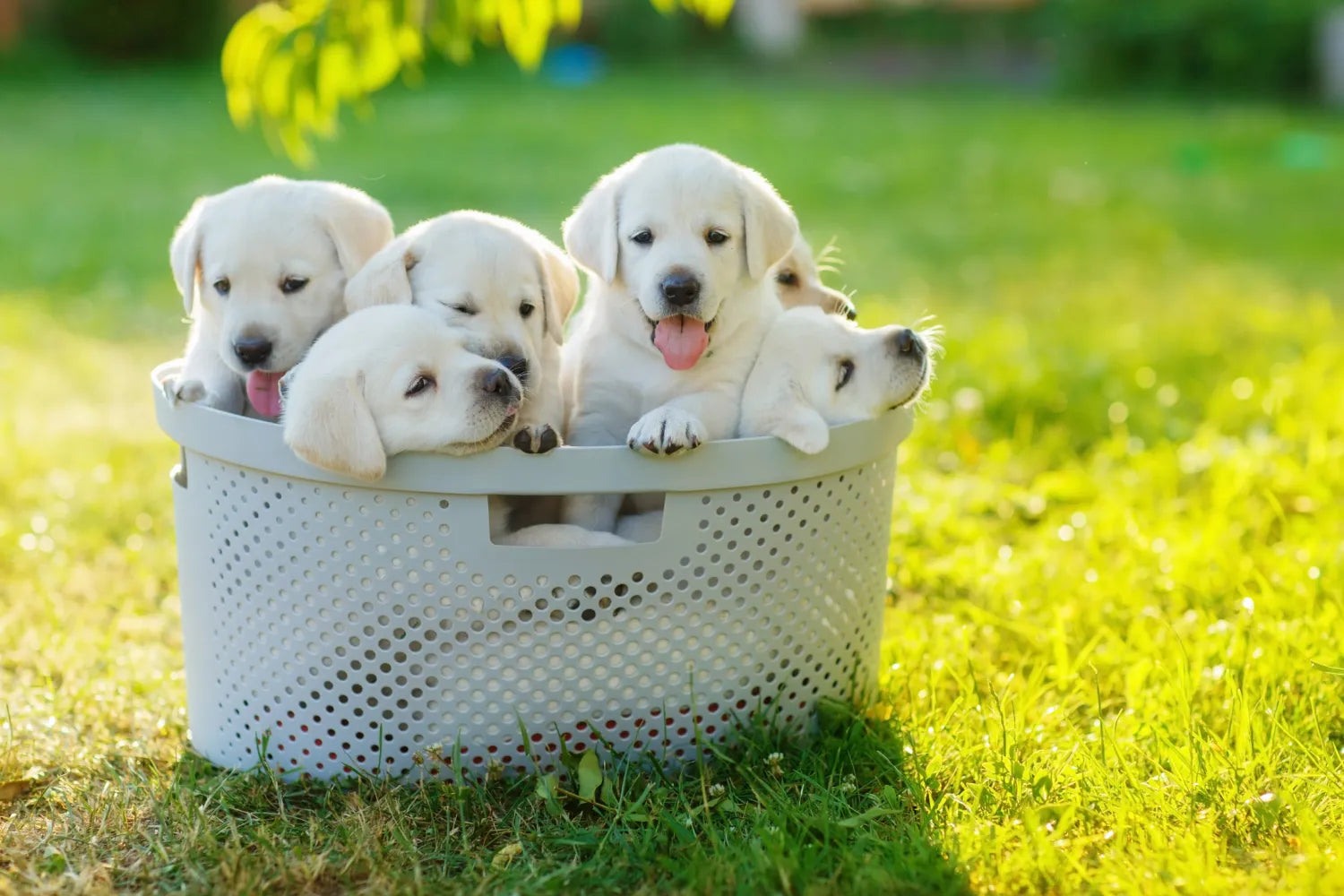 What Is the Best Dog Food for Lab Puppies?