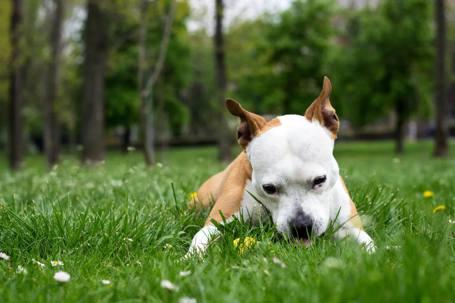 Why Is My Dog Eating Grass? Is It a Gut Issue?
