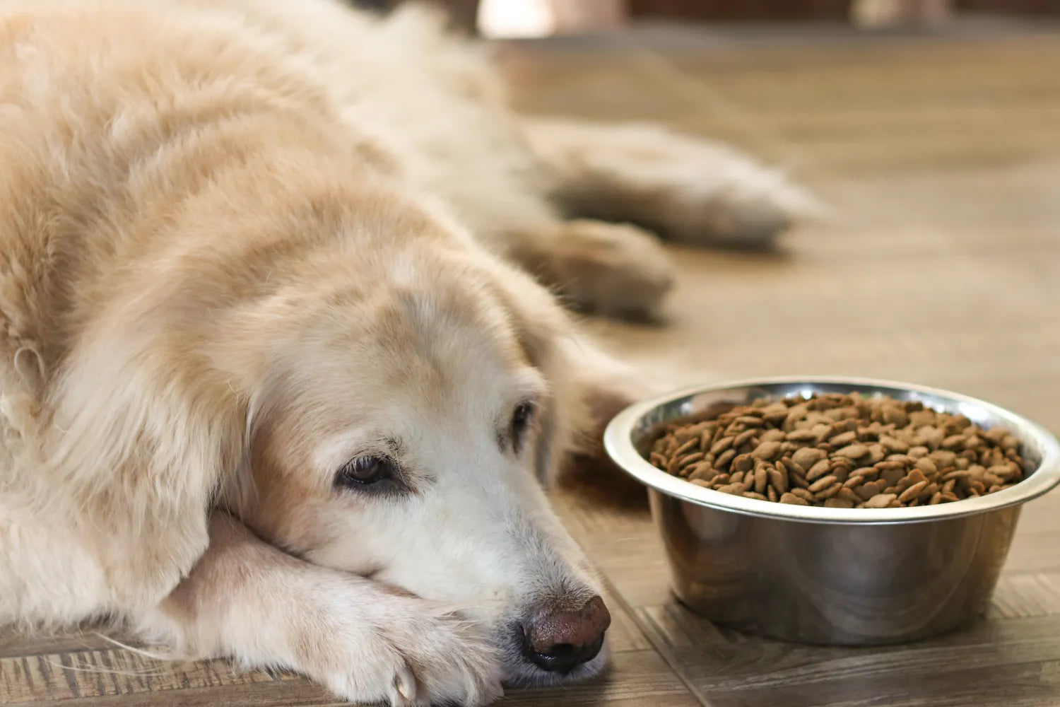 What To Give a Dog for an Upset Stomach and Vomiting