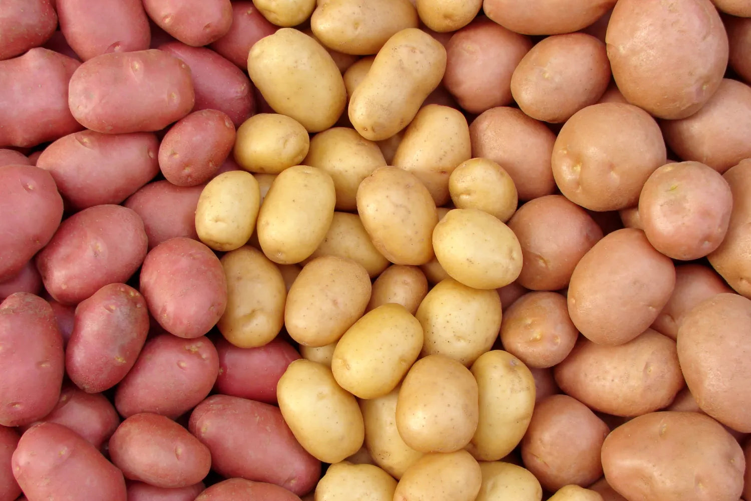 Can Dogs Eat Potatoes?
