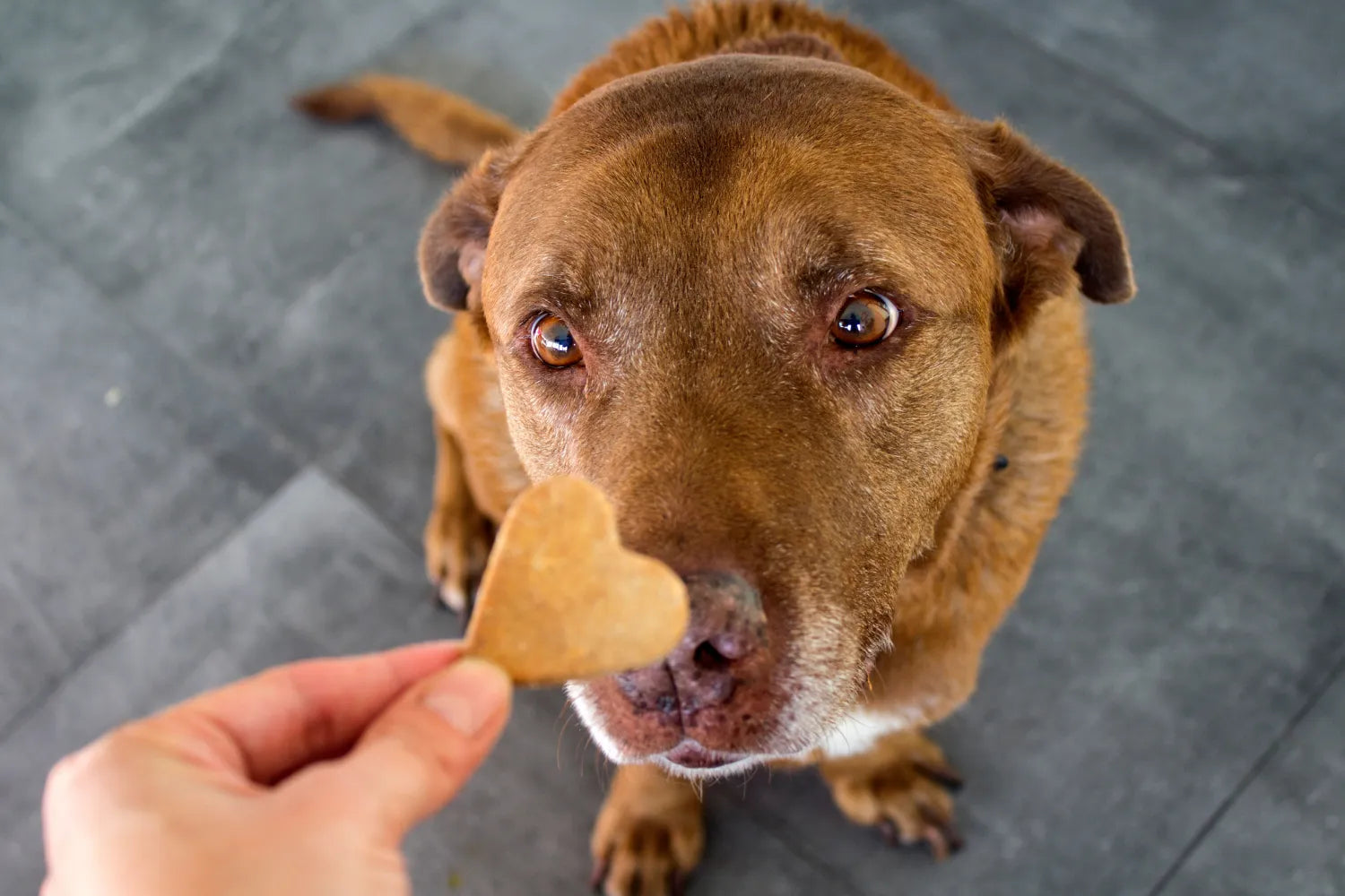 Why Is My Dog Not Eating Food but Will Eat Treats?