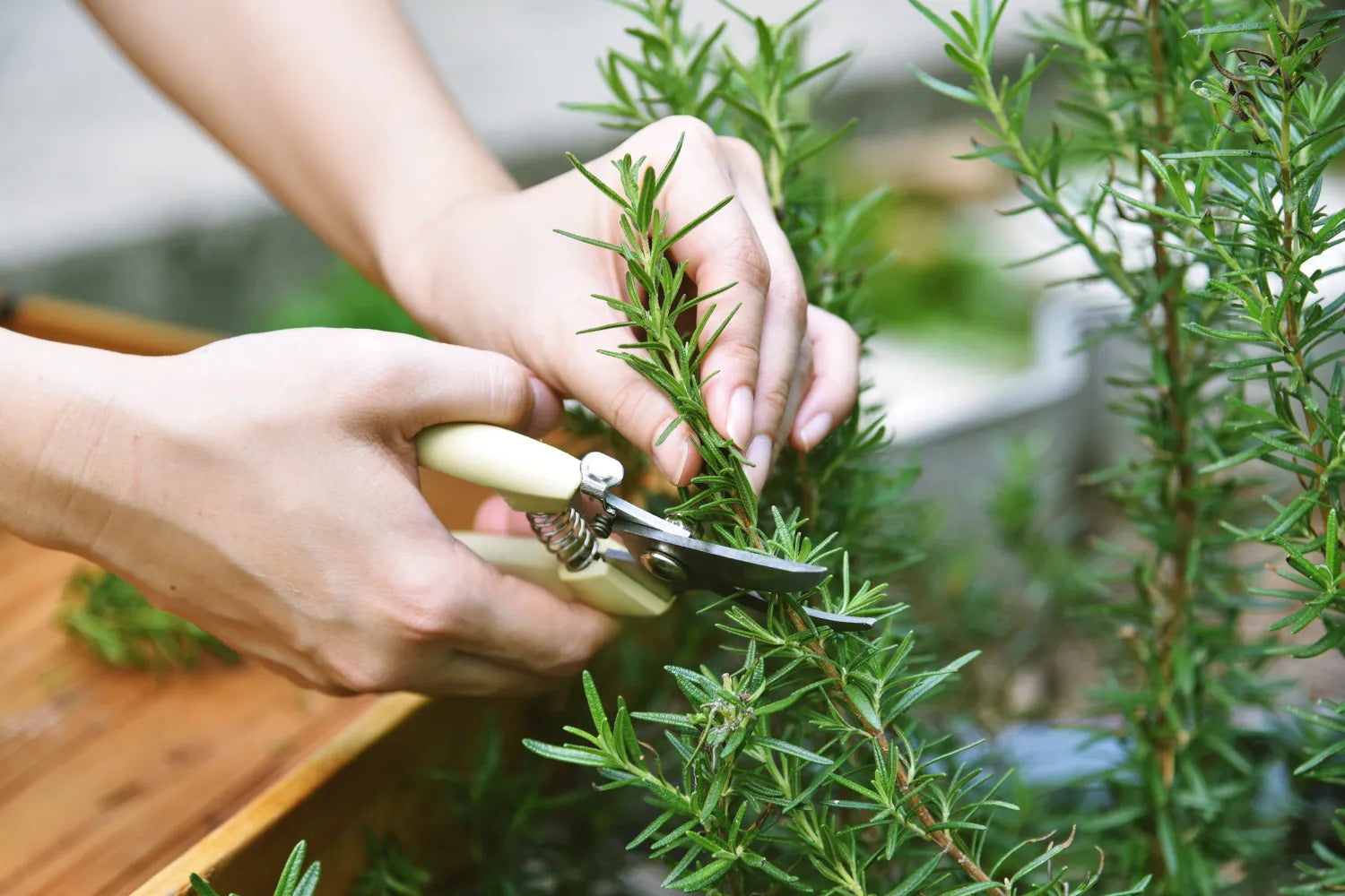Is Rosemary Safe for Dogs? What Vets Say