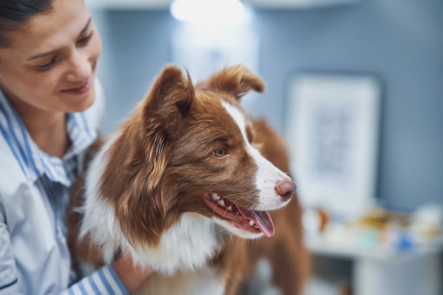 Signs Your Dog Has a Food Allergy (and What To Do Next)
