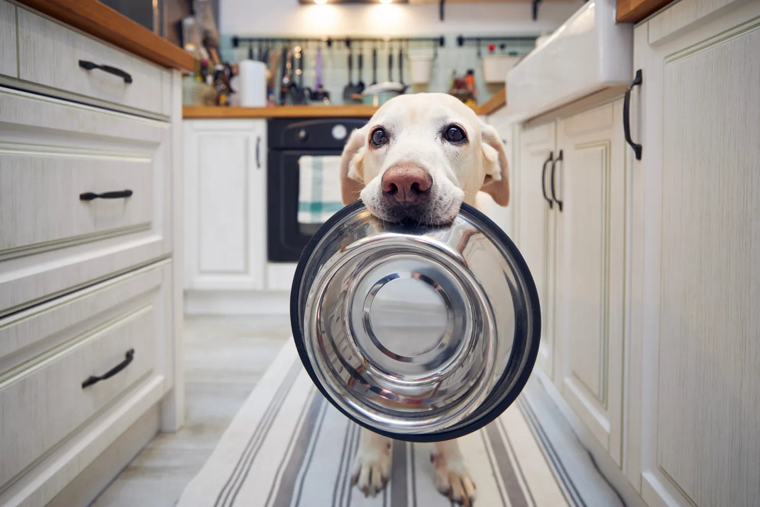 How Long Does It Take for a Dog To Adjust to New Food?
