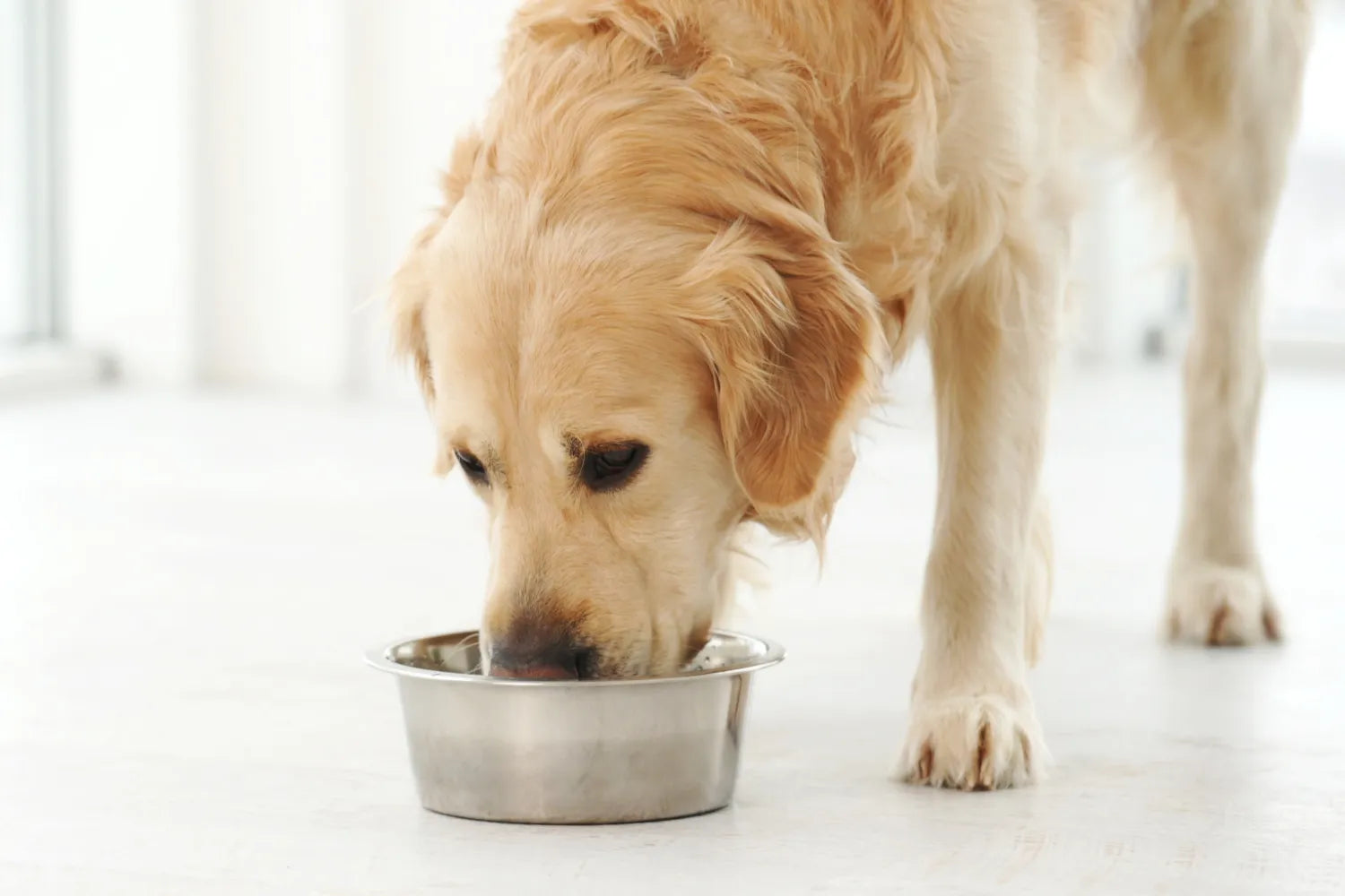 What Grains Do Dogs Need for Heart Health?