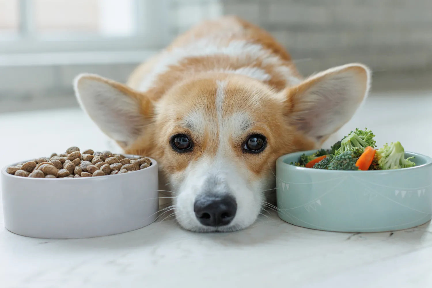 What Does "Complete and Balanced" Dog Food Actually Mean?