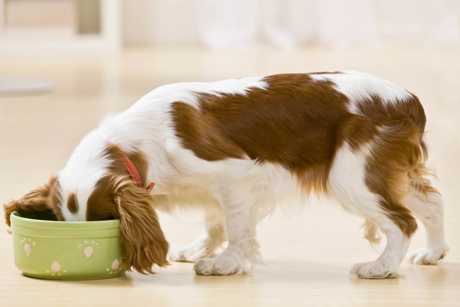 How Many Calories Should My Dog Eat Per Day?