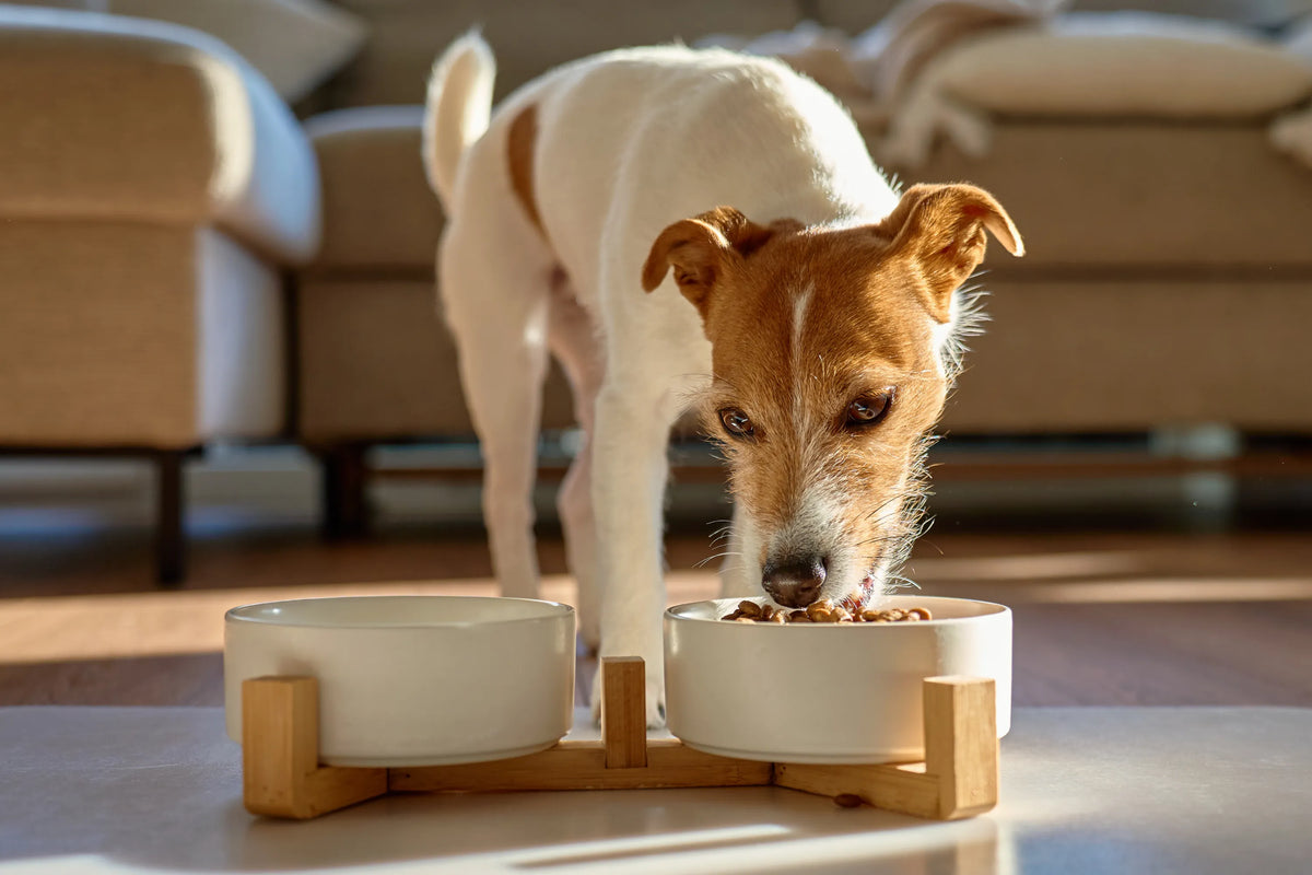 Kismet vs. Other Traditional Kibble Brands: Compared