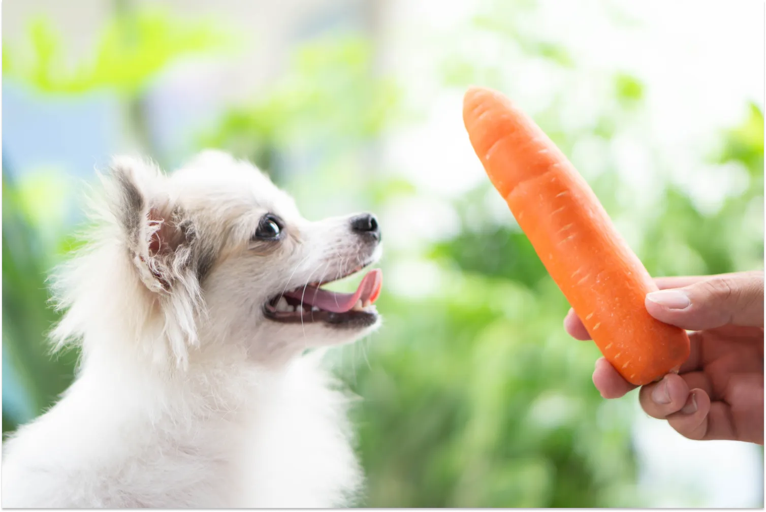 A small fluffy white Chihuahua looking up eagerly at a whole carrot being offered by a human hand outdoors — illustrating that dogs can safely eat carrots as a healthy, low-calorie snack