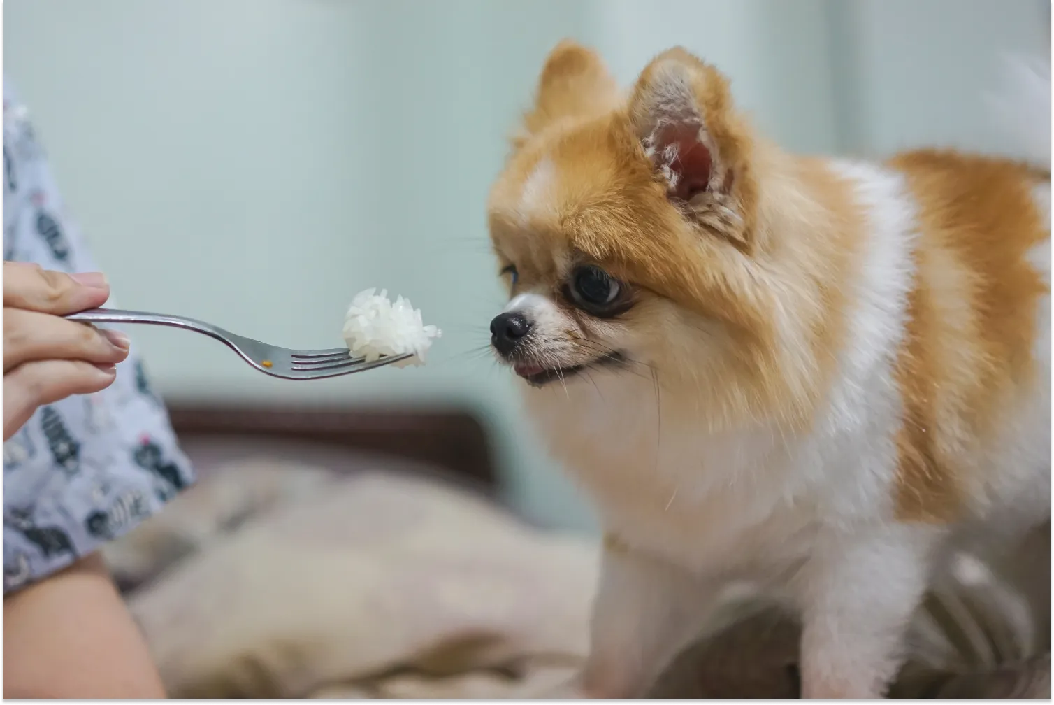 Fluffy orange and white Pomeranian sniffing white rice off a fork held by its owner — illustrating that plain cooked white rice is a gentle, dog-safe food often recommended for sensitive stomachs