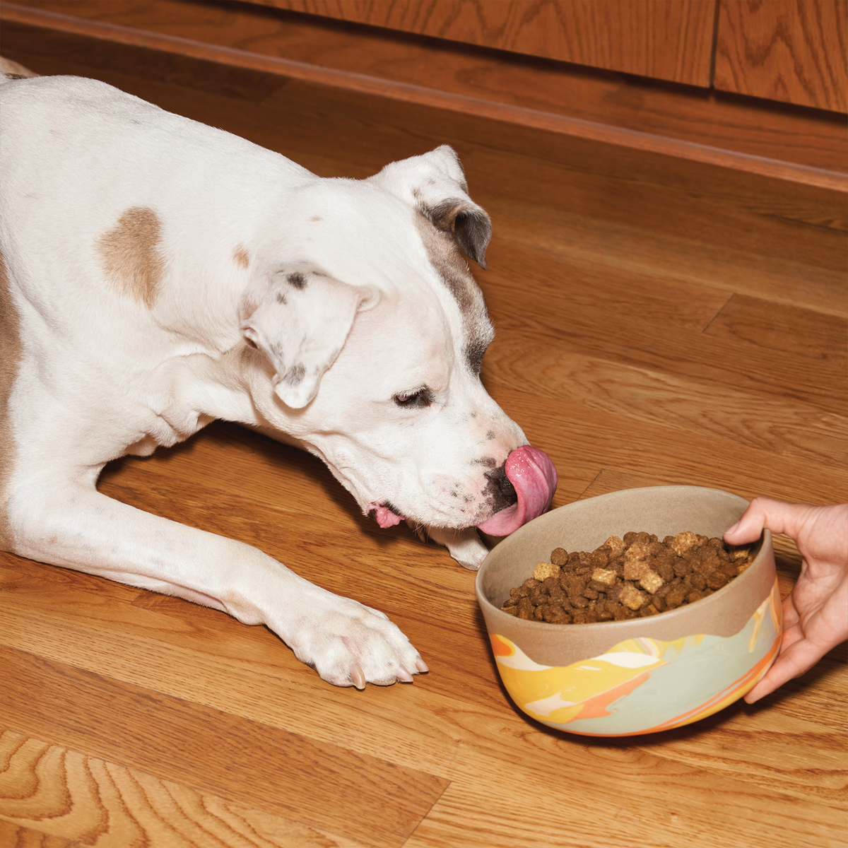 ドッグフード kp Premium Dog Starter Pack (Chicken) – Kismet