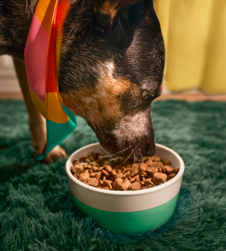 Salmon & Brown Rice Recipe With Nutritious Freeze-Dried Nugs