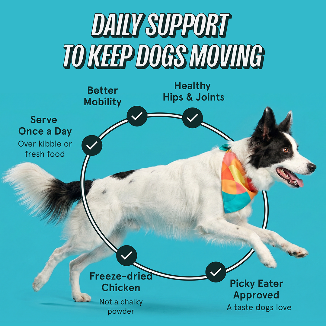 Border Collie mid-run with callouts: better mobility, healthy hips and joints, once a day, freeze-dried chicken, picky-eater approved