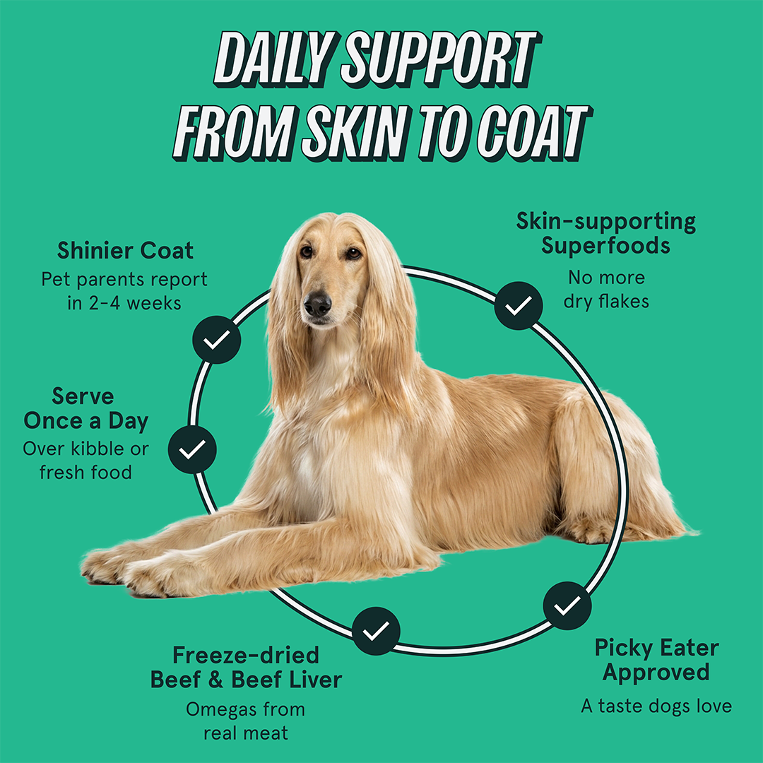 Afghan Hound lying down with callouts: skin-supporting superfoods, once a day, freeze-dried beef and beef liver, picky-eater approved