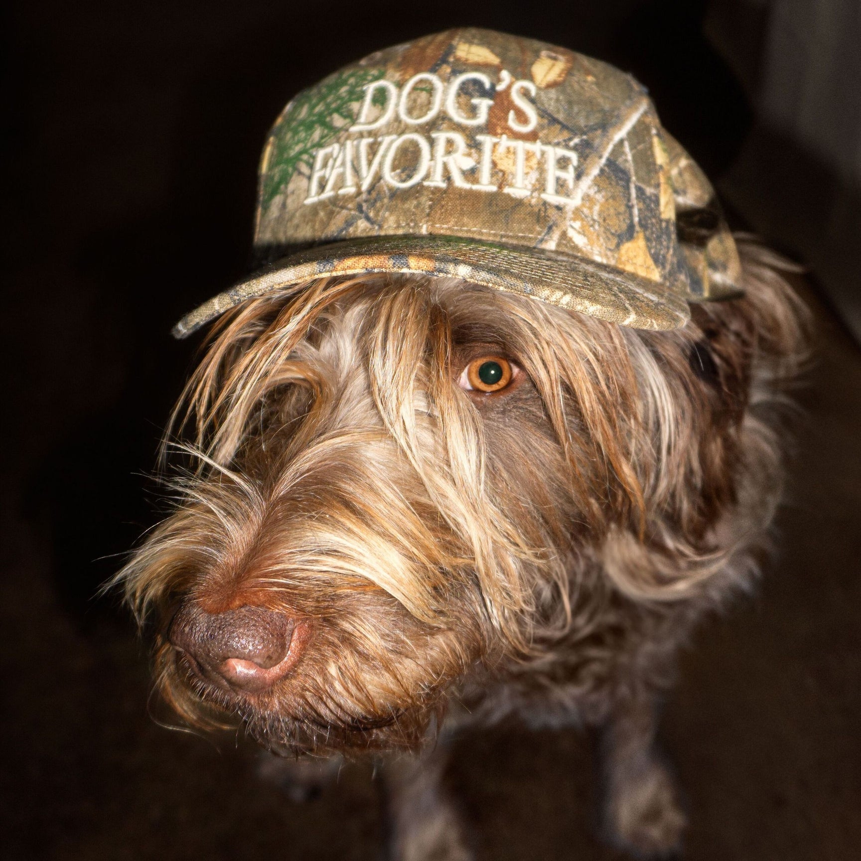 Dog's Favorite Hat