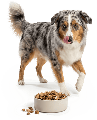 Tell us about your dog.