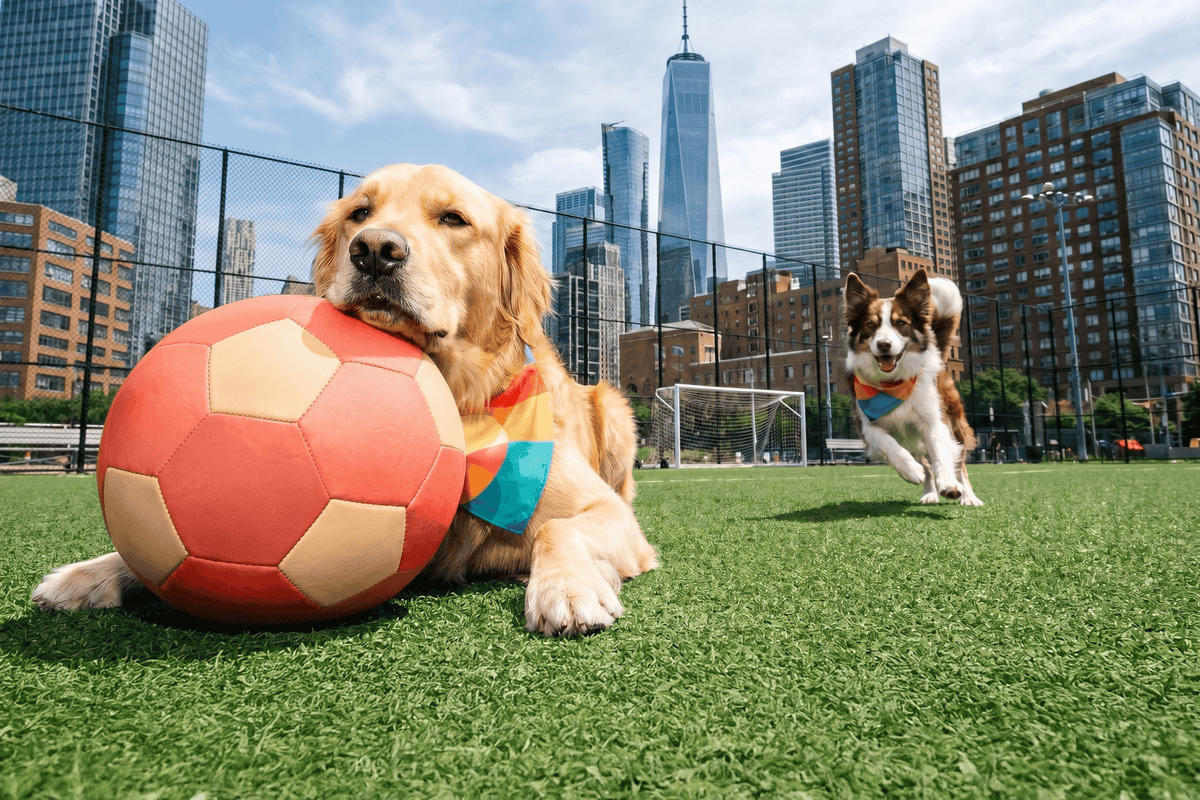 Two dogs playing with a soccer ball in a New York City park