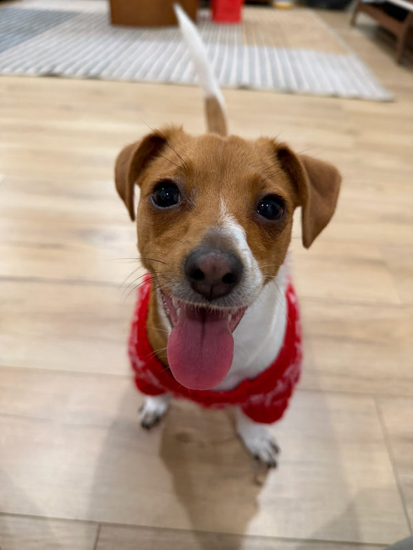 Tofu - Animal Haven Shelter