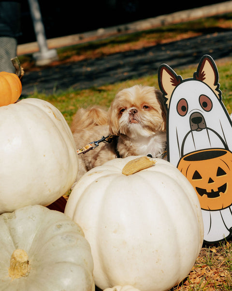 Find your pup