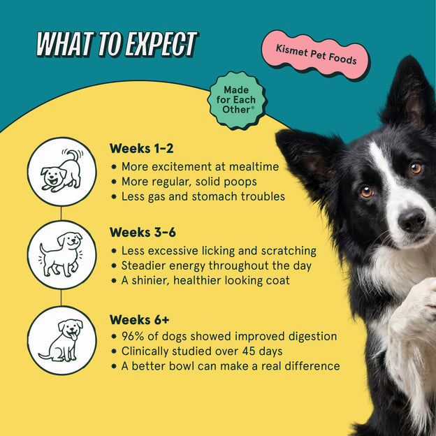 Dog infographic from Kismet Pet Foods showing what to expect with pet food, featuring a black and white dog.