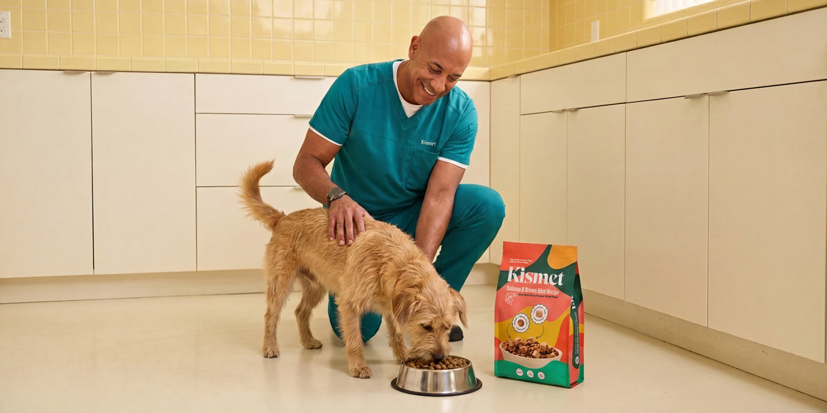 Fix the Gut. Fuel the Dog.