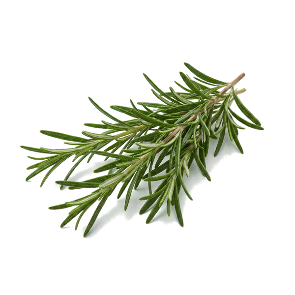 Rosemary Extract