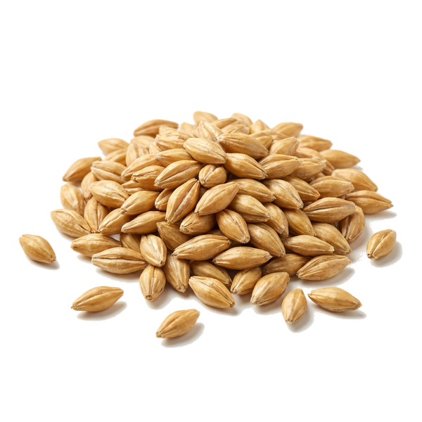 Barley