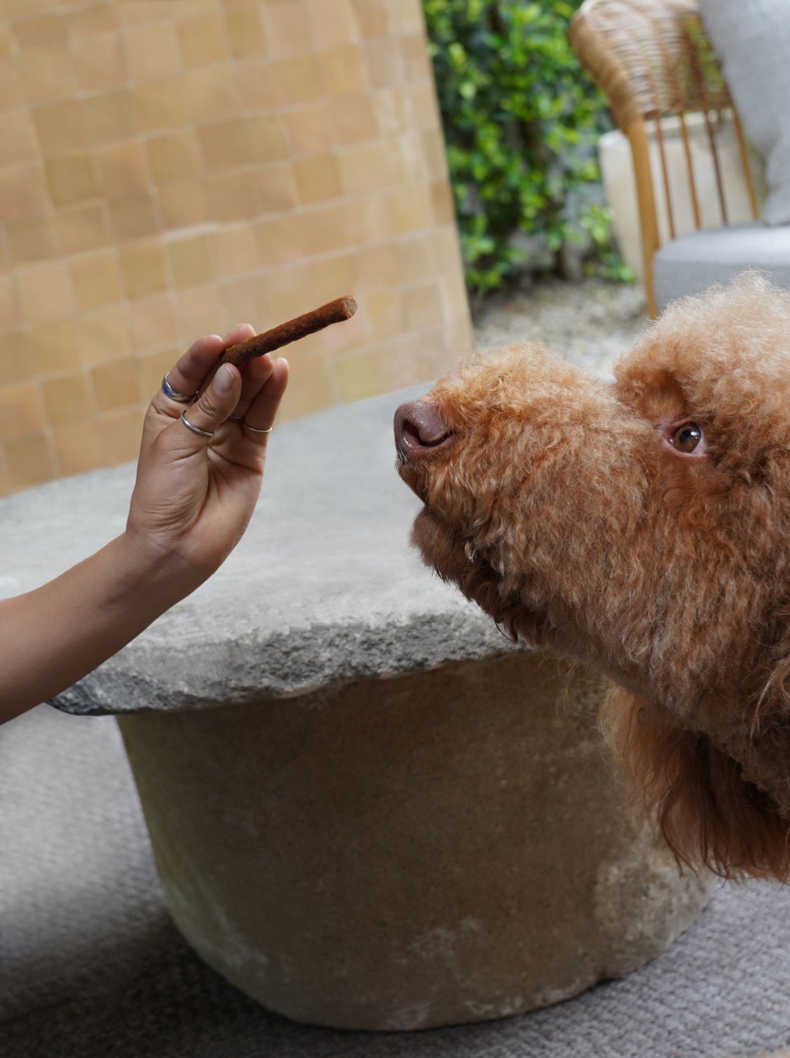 Slow Cooked Beef Sticks (Partner Perk)