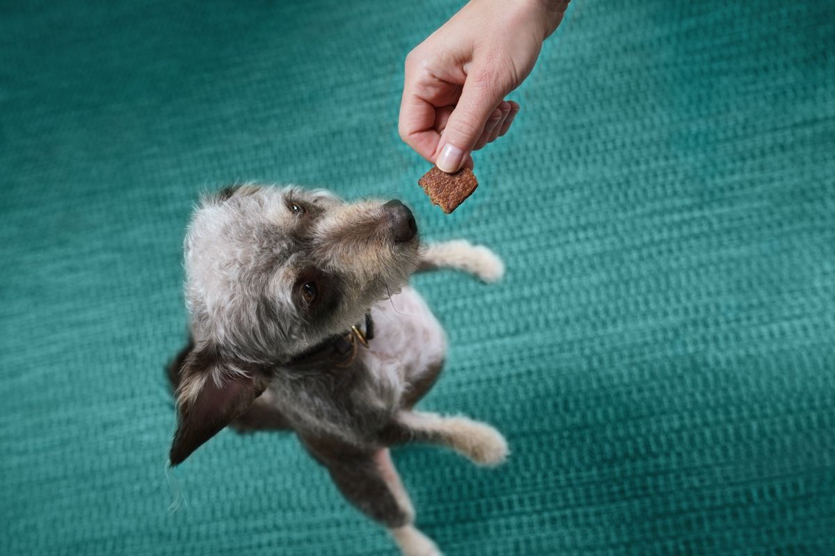 Pupper Love Treats Bundle (Beef)