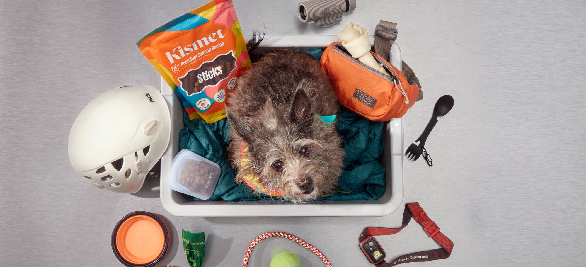 landing-dog-travel-essentials-hero.jpg