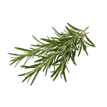 Rosemary Extract